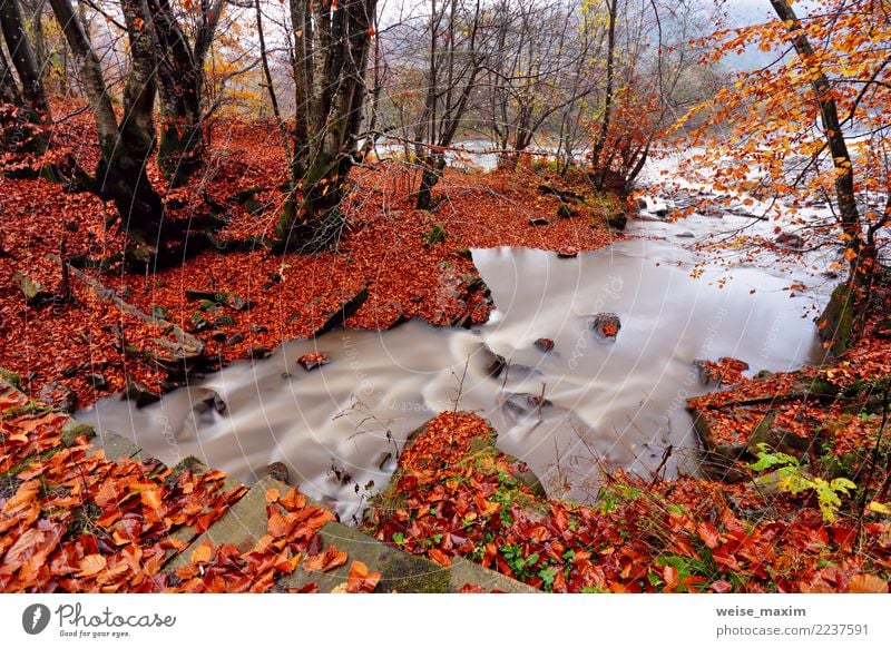 Autumn Creek im Weißbuchen- und Buchenwald. Herbstfarben Erholung Ferien & Urlaub & Reisen Tourismus Ausflug Freiheit Expedition Berge u. Gebirge Umwelt Natur