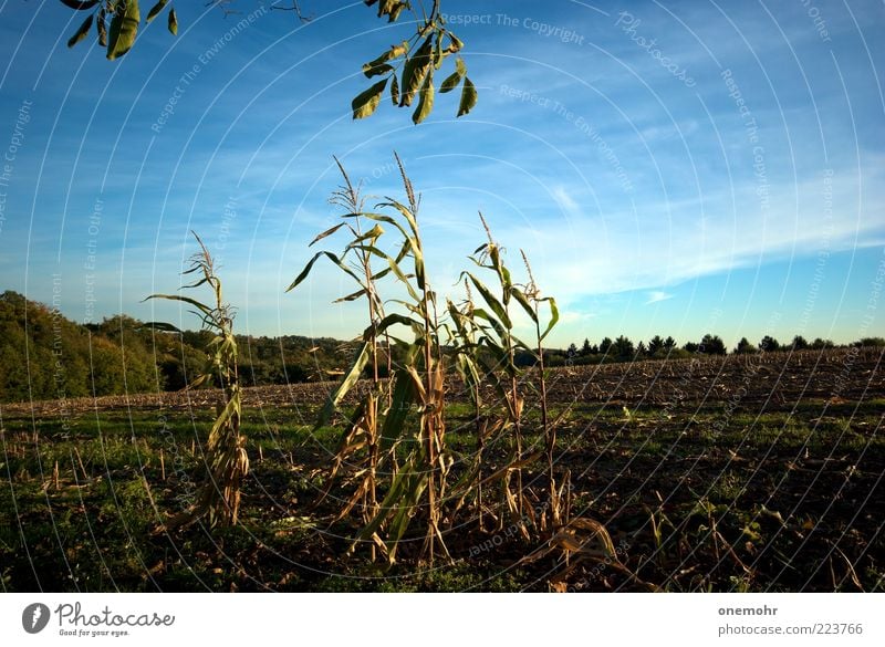 Mais Getreide Maisfeld Maiskolben Maisanbau Feld Ernährung Bioprodukte Natur Landschaft Pflanze Sommer Herbst Nutzpflanze dehydrieren Wachstum blau braun grün