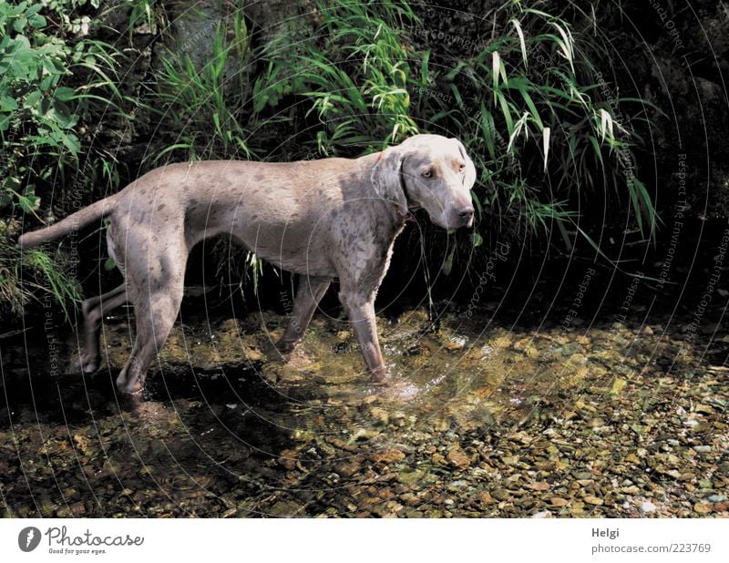 Erfrischung bei 37 Grad... Umwelt Natur Pflanze Wasser Sommer Schönes Wetter Gras Blatt Grünpflanze Bach Tier Haustier Hund Weimaraner Rassehund 1