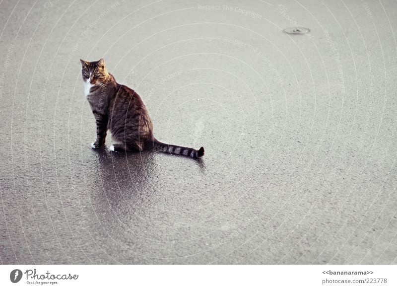 Louis XIV Tier Haustier Katze 1 elegant Hauskatze Bodenbelag Asphalt Einsamkeit Pfote sitzen nass Schnauze Straße warten Blick Stolz Anmut eitel Sauberkeit Fell