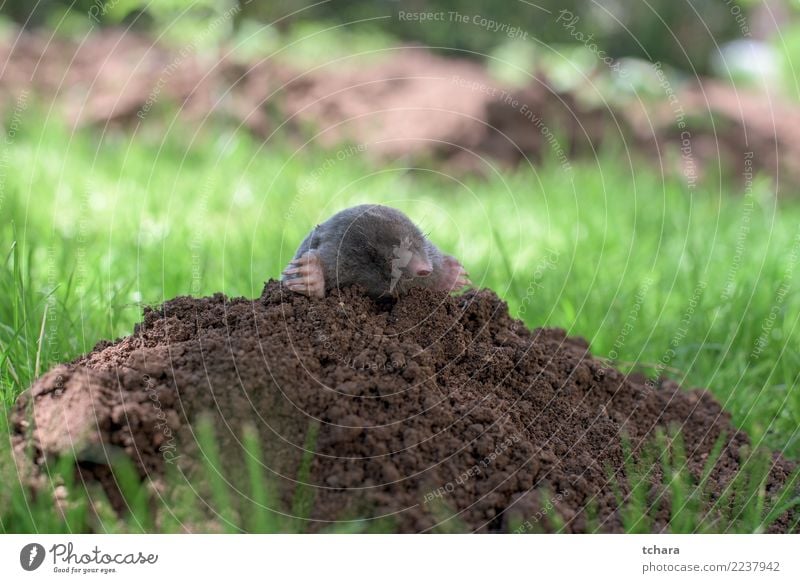 Maulwurf Gesicht Haus Garten Natur Tier Erde Gras Pelzmantel klein natürlich niedlich wild weich braun grün schwarz gefährlich Leberfleck Säugetier