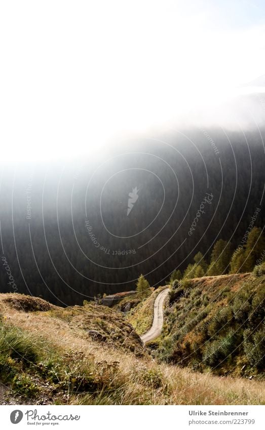 Blick vom Timmelsjoch ins Passeiertal bei Morgennebel Natur Landschaft Pflanze Sonnenlicht Herbst Schönes Wetter Nebel Baum Gras Sträucher Felsen Alpen