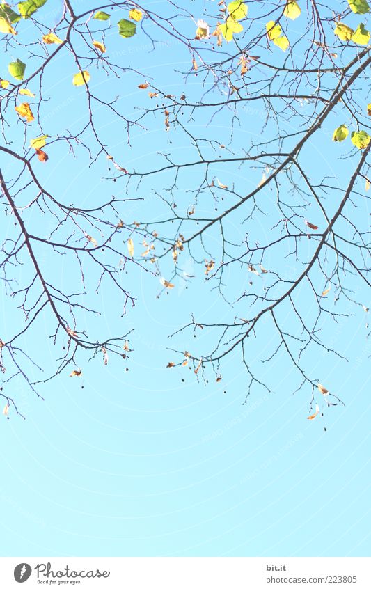 Annäherung Umwelt Natur Pflanze Himmel Wolkenloser Himmel Frühling Sommer Schönes Wetter Dürre Baum blau Stimmung Frühlingsgefühle Vorfreude Blatt Ast Zweig