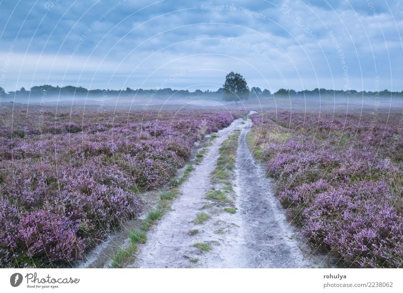 Straße zwischen rosa blühenden Wiesen mit Heidekraut Sommer Natur Landschaft Pflanze Himmel Sonnenaufgang Sonnenuntergang Nebel Baum Blume Blüte Wege & Pfade