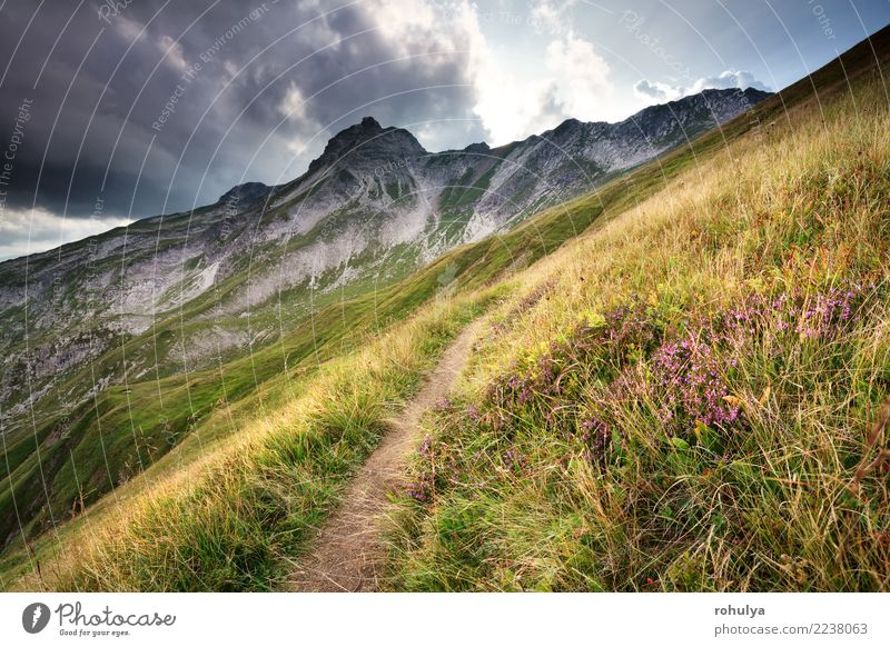 Heidekraut blüht durch Trekkingspfad in den Bergen Ferien & Urlaub & Reisen Berge u. Gebirge wandern Natur Landschaft Himmel Wolken Unwetter Blume Blüte Alpen