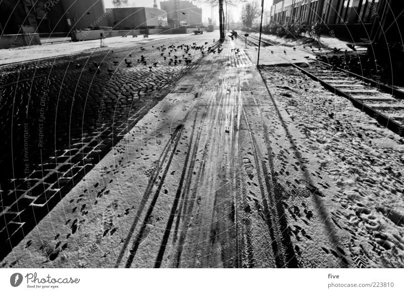 Hamburg Snow Track Umwelt Himmel Winter Wetter Schnee Stadt Stadtrand Straße Wege & Pfade Tier Vogel Taube Schwarm hell Eis Fußspur Kopfsteinpflaster