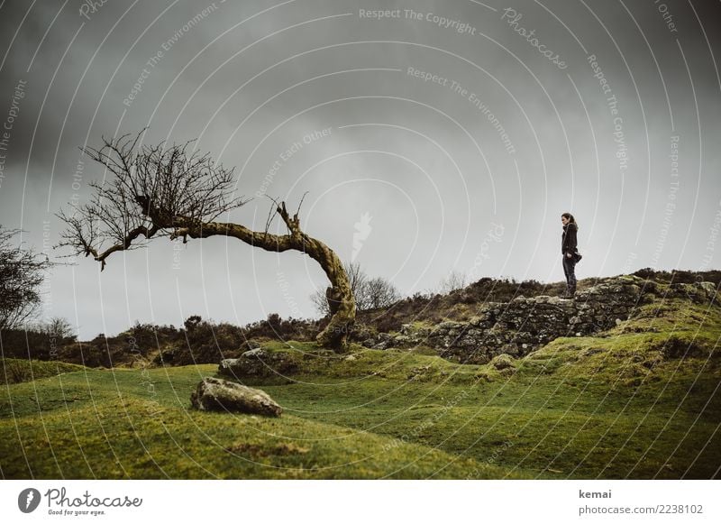 Frau steht auf einer Mauer vor einem Baum im Dartmoor, England Lifestyle Erholung ruhig Freizeit & Hobby Ferien & Urlaub & Reisen Ausflug Abenteuer Freiheit