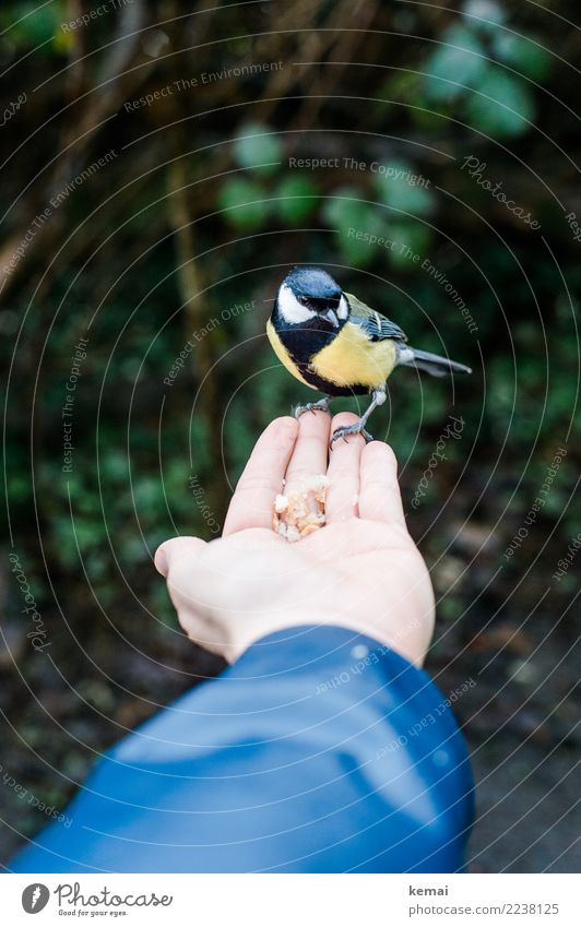 Es ist angerichtet. Lebensmittel Nuss Snack Spielen Abenteuer Mensch Hand Handfläche 1 Umwelt Natur Tier Park Wildtier Vogel Kohlmeise füttern sitzen