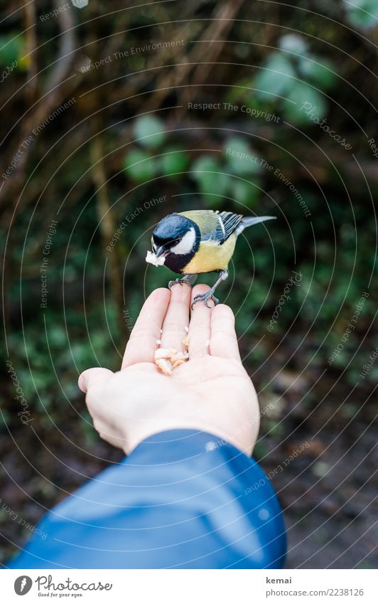 Die Meise auf der Hand Lifestyle Leben harmonisch Wohlgefühl Zufriedenheit ruhig Freizeit & Hobby Spielen Abenteuer Mensch Handfläche 1 Natur Tier Park Wildtier