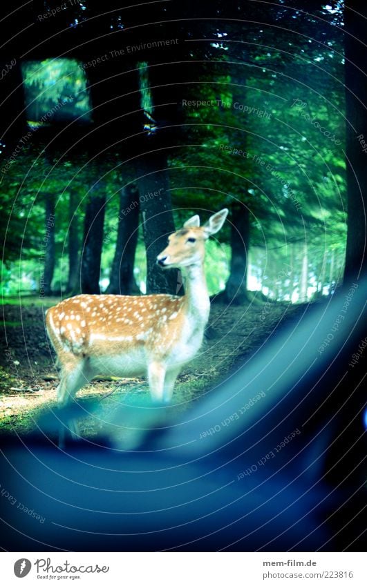 Wildwechsel Wildtier Reh Bleßwild Damwild Rehkitz Hirschkalb Tier Wildpark PKW Windschutzscheibe Vorsicht Wald Forstweg zurück Revier gefährlich Straßenrand