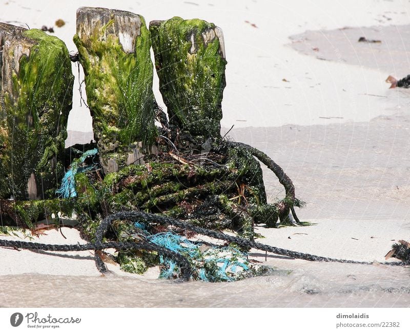 tag am meer Meer Schnur Strand Fischer Wasserfahrzeug Holz Baumstamm Seil Sand Ast