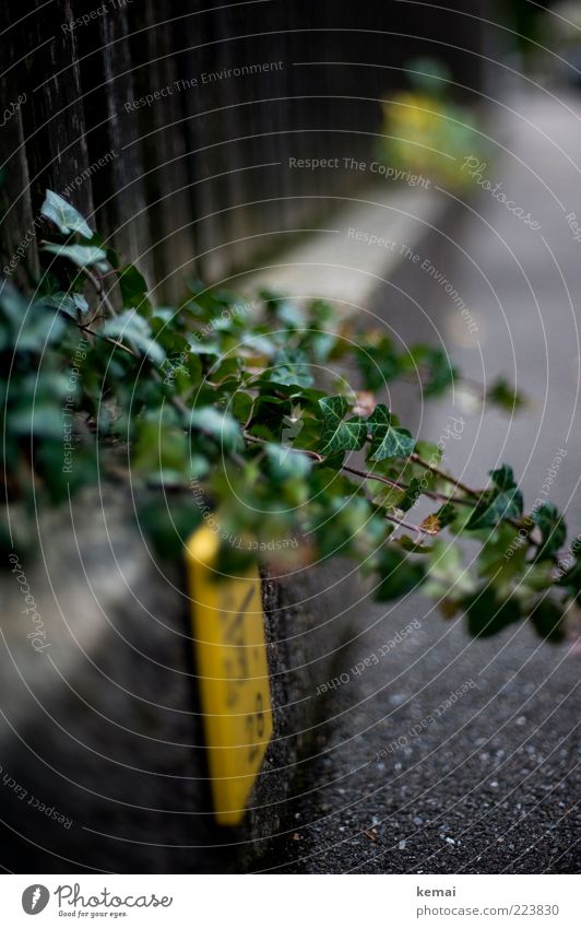 Wuchern Umwelt Natur Landschaft Pflanze Herbst Sträucher Efeu Blatt Grünpflanze Wildpflanze Garten Park Mauer Wand Gartenzaun Verkehrswege Fußgänger Straße