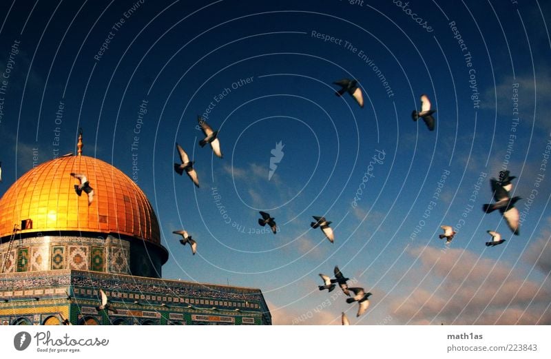 Felsendom Dom Sehenswürdigkeit Vogel Schwarm Ornament fliegen frei Frühlingsgefühle Freiheit Farbfoto Außenaufnahme Tag Jerusalem Gotteshäuser gold Kuppeldach