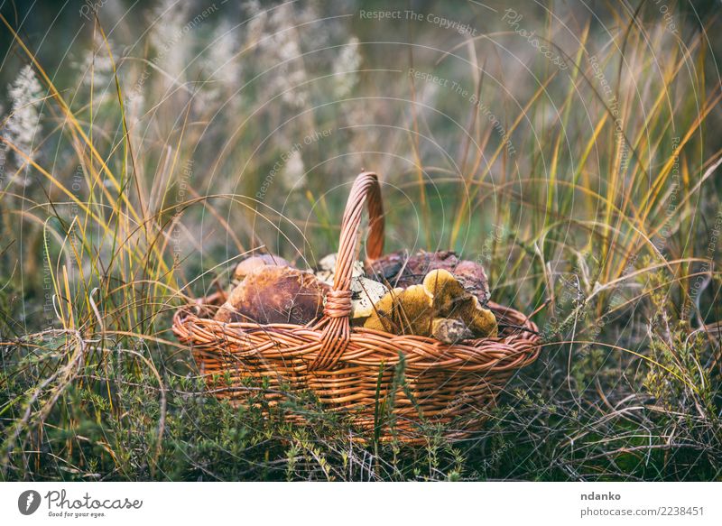 essbare wilde Pilze Vegetarische Ernährung Natur Landschaft Herbst Gras Blatt Wald frisch natürlich braun grün weiß Korb Hintergrund Lebensmittel Jahreszeiten