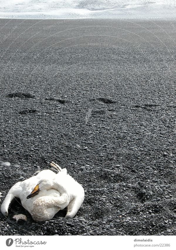 schwanensee Schwan Meer Strand schreiten Spuren grau Horizont Tod Sand Feder Traurigkeit