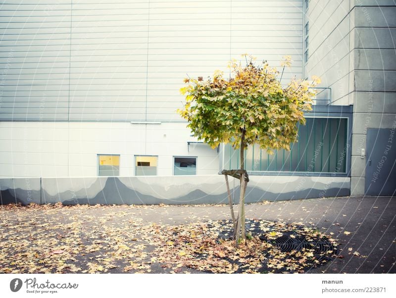 grüne Lunge Umwelt Natur Herbst Baum Blatt Haus Hochhaus Platz Gebäude Architektur Mauer Wand Fassade Hof Hinterhof Rückseite authentisch hässlich modern Leben