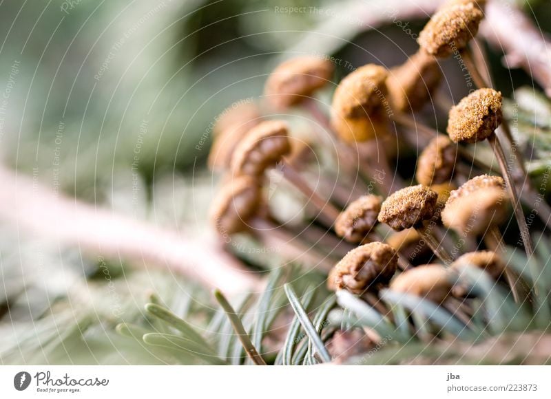 kälteresistent Umwelt Natur Pflanze Blume Tannennadel alt verblüht authentisch klein nah trist trocken Vergänglichkeit Makroaufnahme Pflanzenteile mehrere