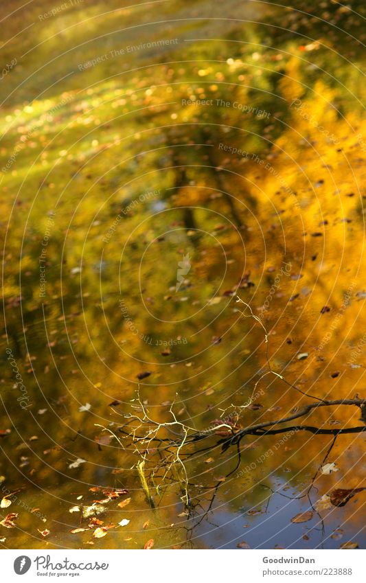 Herbstspiegel II Umwelt Natur Wasser Wetter Schönes Wetter Blatt nass natürlich schön Gefühle Stimmung Farbfoto Außenaufnahme Menschenleer Tag