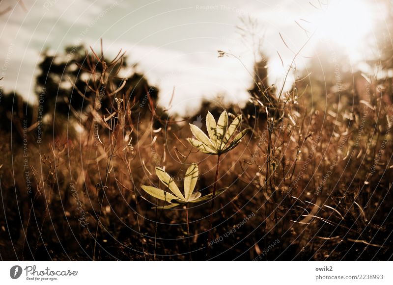 Einst Umwelt Natur Landschaft Pflanze Himmel Wolken Horizont Frühling Schönes Wetter Sträucher Lupine Lupinenblatt Halm Stengel Garten leuchten Wachstum dünn