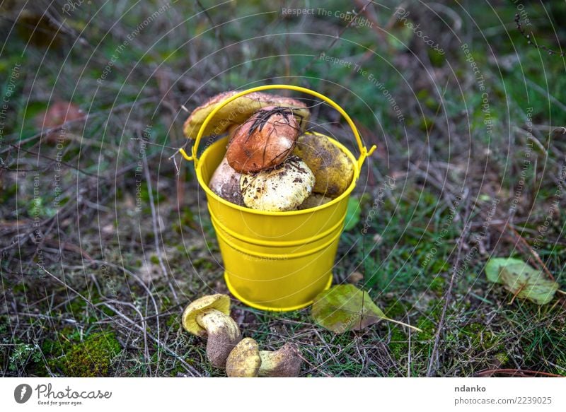 frische wilde Pilze Vegetarische Ernährung Natur Landschaft Herbst Gras Blatt Wald natürlich braun grün weiß Hintergrund Lebensmittel essbar Jahreszeiten