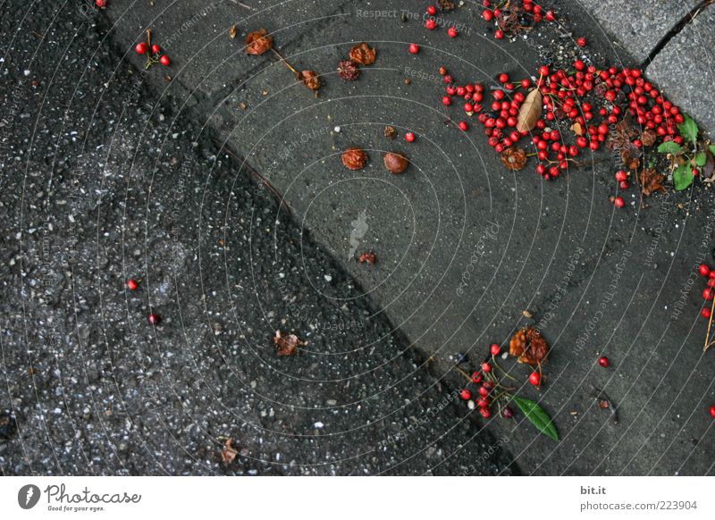 Beerendreck Umwelt Herbst kalt grau rot Natur Vergänglichkeit Straße Bordsteinkante herbstlich gefallen liegen Frucht unten dreckig rund dunkel Farbfoto