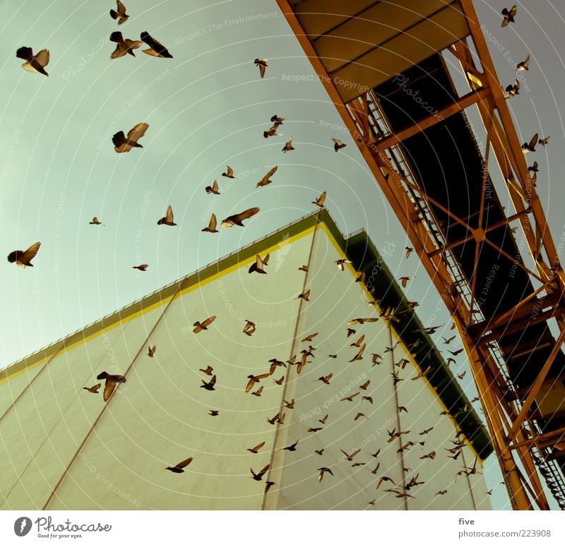 Hamburg Bird Traffic Luft Himmel Schönes Wetter Industrieanlage Fabrik Brücke Bauwerk Gebäude Mauer Wand Tier Vogel Taube Tiergruppe Schwarm fliegen eckig hoch