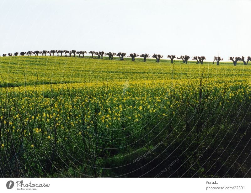 MeckPomm Kopfweide Allee Raps Feld Rapsfeld Frühling Ferien & Urlaub & Reisen Mecklenburg-Vorpommern klütz schloss bothmer Ostsee