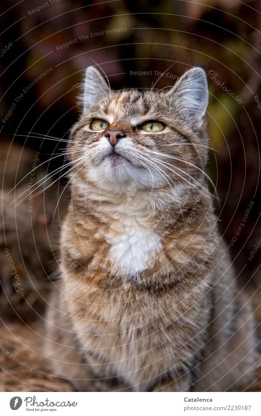 wegschauend Natur Herbst Sträucher Blatt Garten Katze 1 Tier beobachten hocken hübsch klug braun gelb grün orange Stimmung Interesse Erwartung Katzenportrait