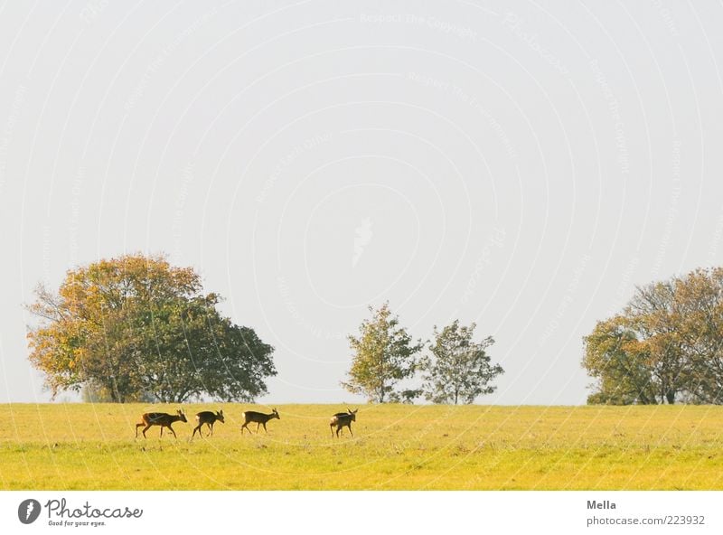 Treck Umwelt Natur Landschaft Pflanze Tier Baum Wiese Wildtier Reh 4 Tiergruppe Herde gehen frei Zusammensein natürlich Freiheit Idylle Farbfoto Außenaufnahme