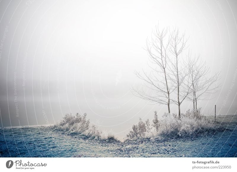 Frozen Landscape II Umwelt Natur Landschaft Pflanze Urelemente Luft Wasser Winter schlechtes Wetter Nebel Eis Frost Baum Gras Sträucher Seeufer Flussufer