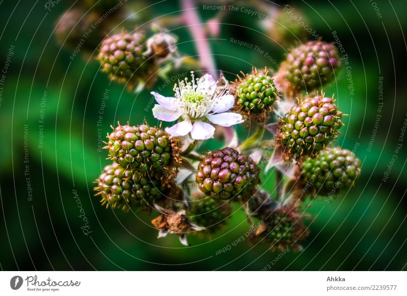 Nahaufnahme einer Brombeerblüte Lebensmittel Beeren Beerenfruchtstand Ernährung Bioprodukte Natur Pflanze Blüte Brombeeren Blühend Fröhlichkeit frisch