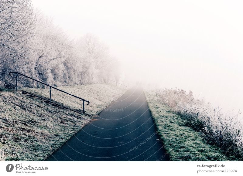 Road to Nowhere Umwelt Natur Landschaft Pflanze Urelemente Winter Wetter Nebel Eis Frost Schnee Baum Gras Sträucher Wiese Ferne grün weiß Raureif Wege & Pfade