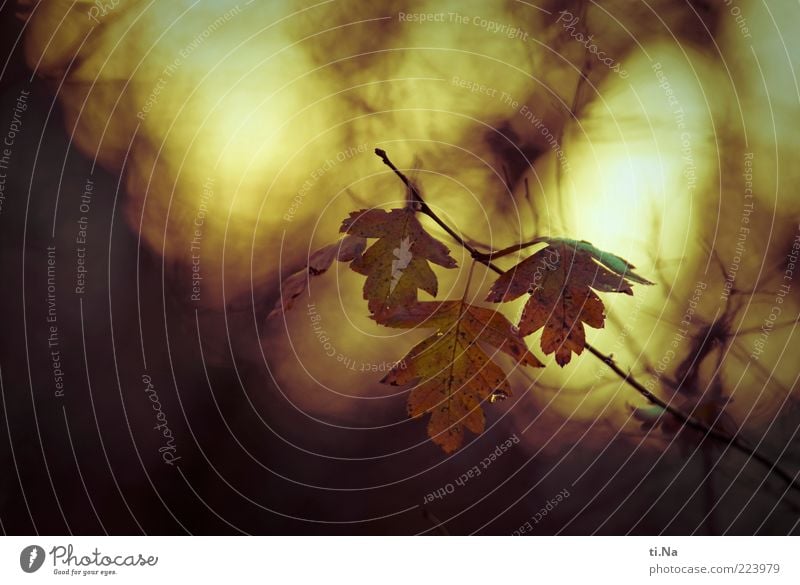 Abendsonne Umwelt Natur Landschaft Tier Sonnenaufgang Sonnenuntergang Herbst Winter Schönes Wetter Pflanze Blatt Wildpflanze hängen leuchten kalt natürlich gelb