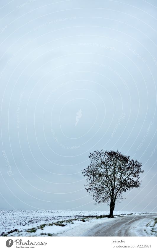 Winterbaum Landschaft Pflanze Himmel Horizont Wetter Eis Frost Schnee Baum Feld Hügel Natur ruhig blau Wege & Pfade Kontrast trist Farbfoto Gedeckte Farben