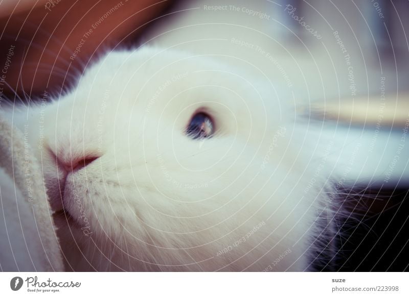 Keinohrhasi Tier Haustier Hase & Kaninchen 1 kuschlig niedlich weich weiß Vertrauen Tierliebe Zauberei u. Magie Nase Tiergesicht Geruch Osterhase Fell Farbfoto