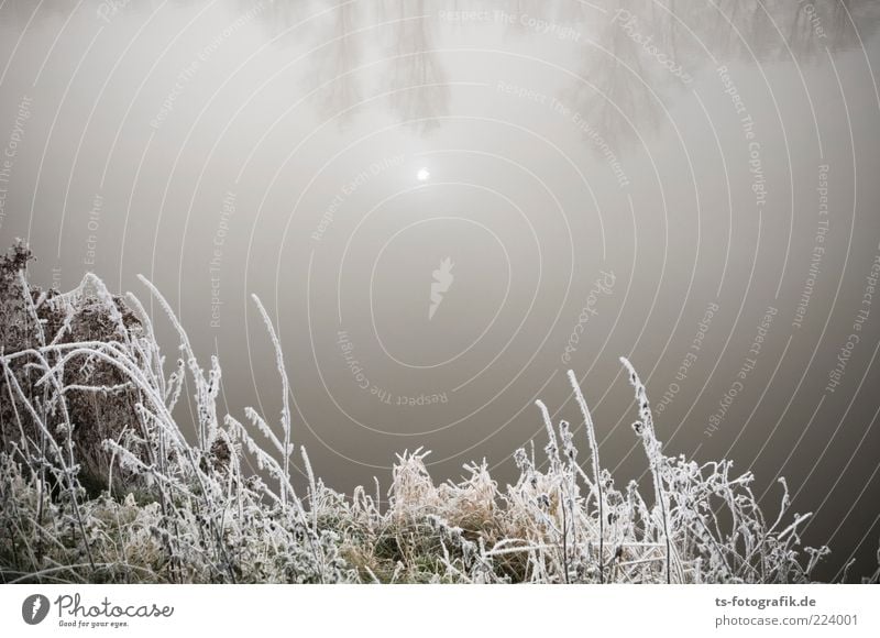 Stille Umwelt Natur Landschaft Pflanze Urelemente Wasser Himmel Sonne Winter Nebel Eis Frost Sträucher Seeufer Flussufer Teich kalt braun grau weiß Raureif