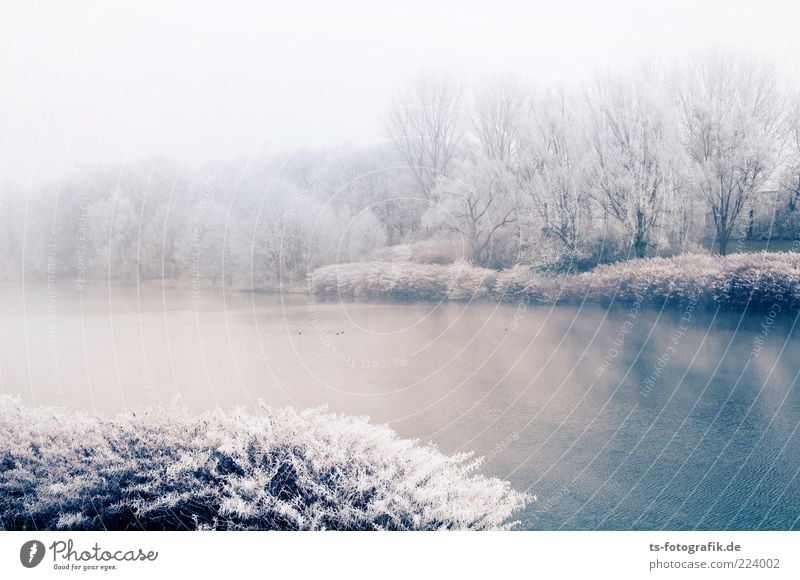 Puderzuckersee Umwelt Natur Landschaft Pflanze Urelemente Wasser Winter Nebel Eis Frost Baum Sträucher Wald Seeufer Flussufer kalt blau silber weiß Raureif