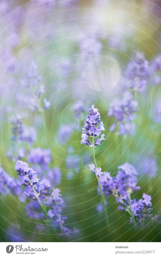 Lavendel Natur Sommer Pflanze Blume Sträucher Blüte natürlich Heilpflanzen Duft Farbfoto Außenaufnahme Tag Sonnenlicht Menschenleer Unschärfe