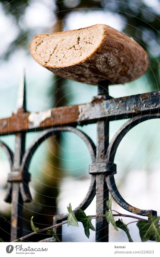 Vogelfutter Lebensmittel Teigwaren Backwaren Brot Ernährung Picknick Zaun Zaunpfahl Spitze verrückt füttern Futter Winter außergewöhnlich Rost Spieß Farbfoto