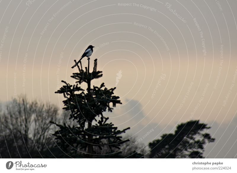 Tannen-Baum-Spitze Umwelt Pflanze Tier Vogel Elster 1 warten sitzen Baumkrone Außenaufnahme Menschenleer Textfreiraum rechts Textfreiraum oben Morgendämmerung