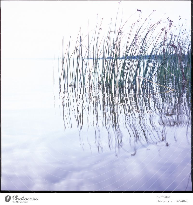 hauch Umwelt Natur Landschaft Pflanze Urelemente Wasser Sommer Schönes Wetter Schilfrohr Seeufer Bucht Wachstum ästhetisch hell natürlich Sauberkeit Stimmung