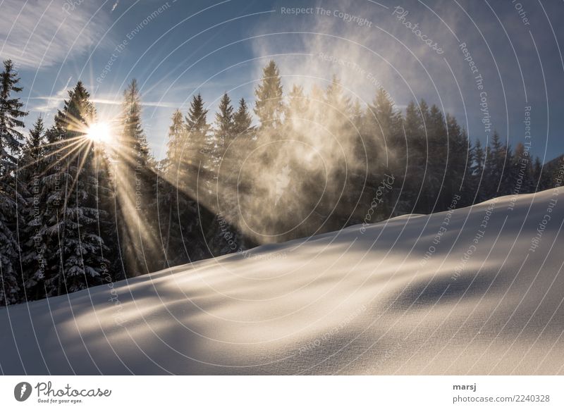 Wohlfühl Winterzauber Leben harmonisch Sinnesorgane ruhig Meditation Schnee Winterurlaub Schönes Wetter Eis Frost leuchten Nebelschleier Sonnenstrahlen Wald