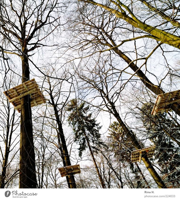 Das Ende eines Zauberwaldes Umwelt Natur Landschaft Winter Baum Wald hoch Perspektive Hochseilgarten Plattform Holz Hochsitz Kletteranlage Kletterbaum Baumkrone