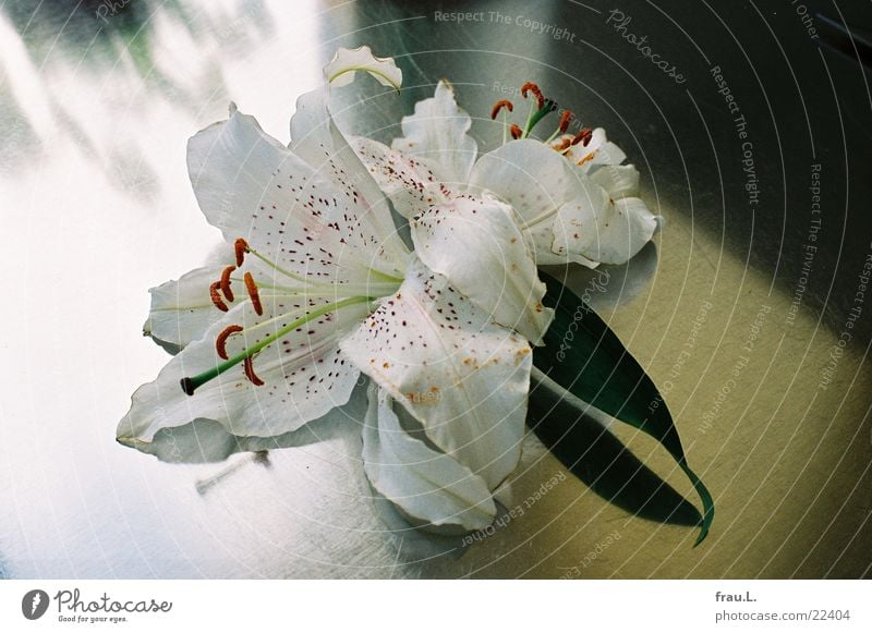 matte Lilie Blume Gegenlicht Lilien Blüte Küche Fenster Häusliches Leben stahlplatte arbeitsplatte Schatten welk