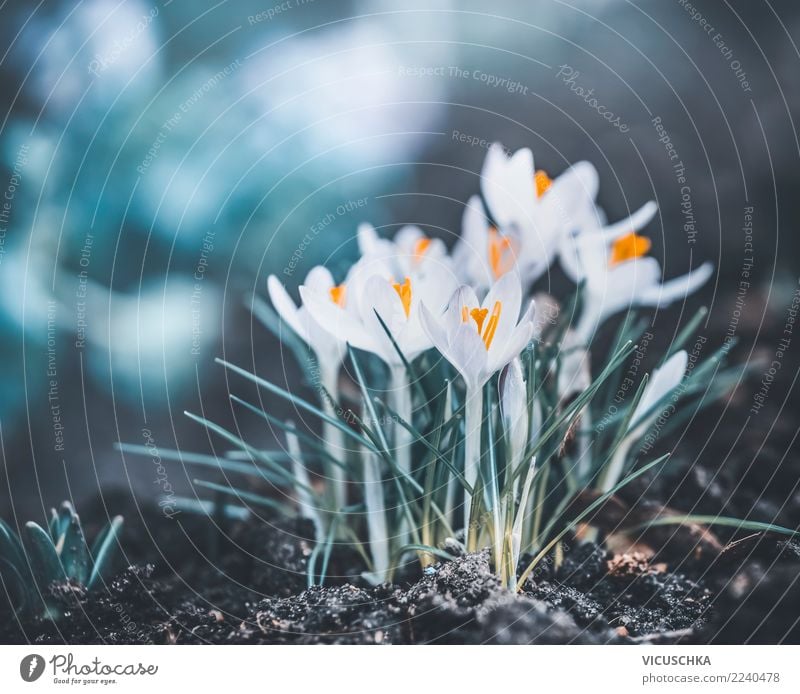 Frühjahrnatur mit ersten Krokusse Lifestyle Design Garten Natur Pflanze Frühling Blume Blatt Blüte Park Wiese Wald Außenaufnahme Farbfoto Nahaufnahme