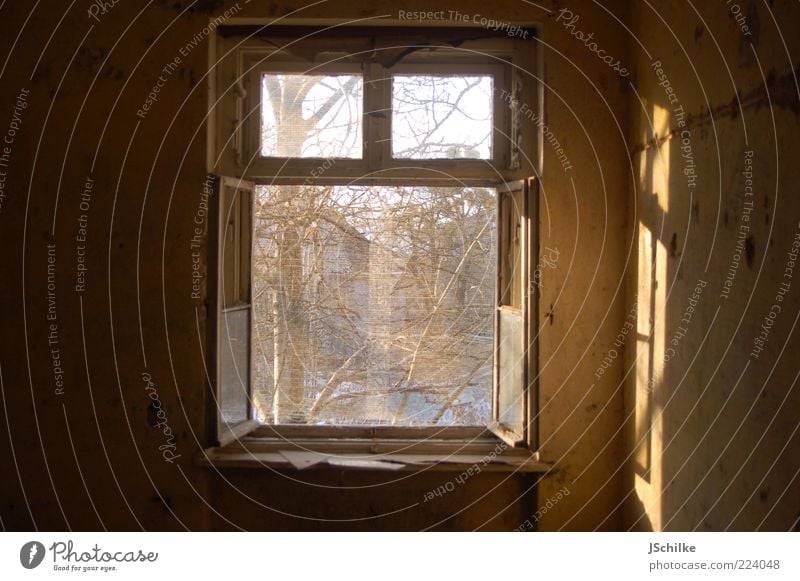 offenes Fenster Baum Ruine Mauer Wand Fensterrahmen Beton Holz Glas alt ästhetisch historisch kaputt gold Hoffnung Sehnsucht Vergänglichkeit Fensterscheibe Netz