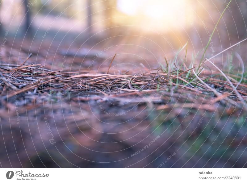 Landschaft im Wald Sonne Natur Erde Herbst Gras hell gelb grau Nadeln sonnig Farbfoto Menschenleer Textfreiraum unten Textfreiraum Mitte Abend