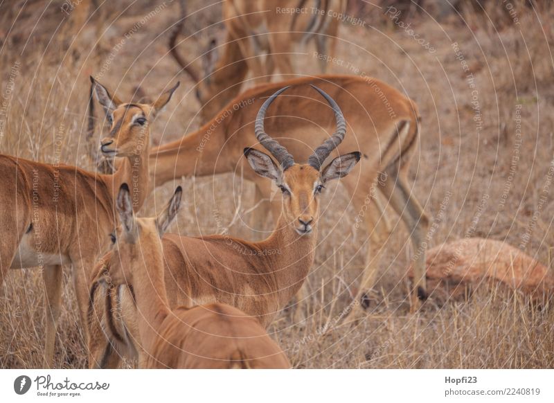 Impala Herde Natur Landschaft Tier Frühling Wetter Schönes Wetter Dürre Gras Wiese Wildtier Tiergesicht Fell Tiergruppe beobachten Erholung Essen Fressen hören