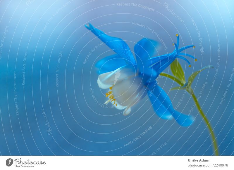 Blue dream Design Leben harmonisch Wohlgefühl Zufriedenheit Erholung ruhig Meditation einrichten Dekoration & Verzierung Tapete Bild Valentinstag Muttertag