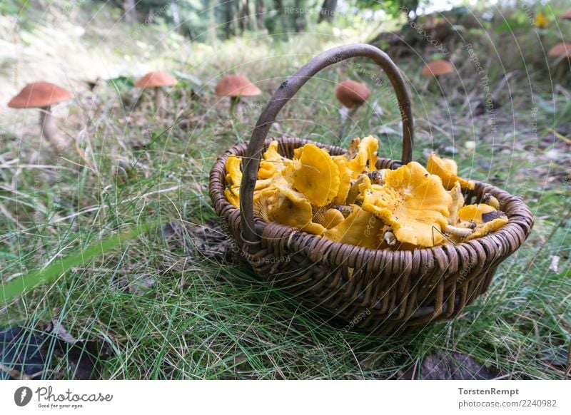 Chanterelles in the basket 2 Natur Pilz Wald frisch gelb grün Pfifferlinge Bioprodukte Vegane Ernährung Vegetarische Ernährung Cantharellus cibarius Korb